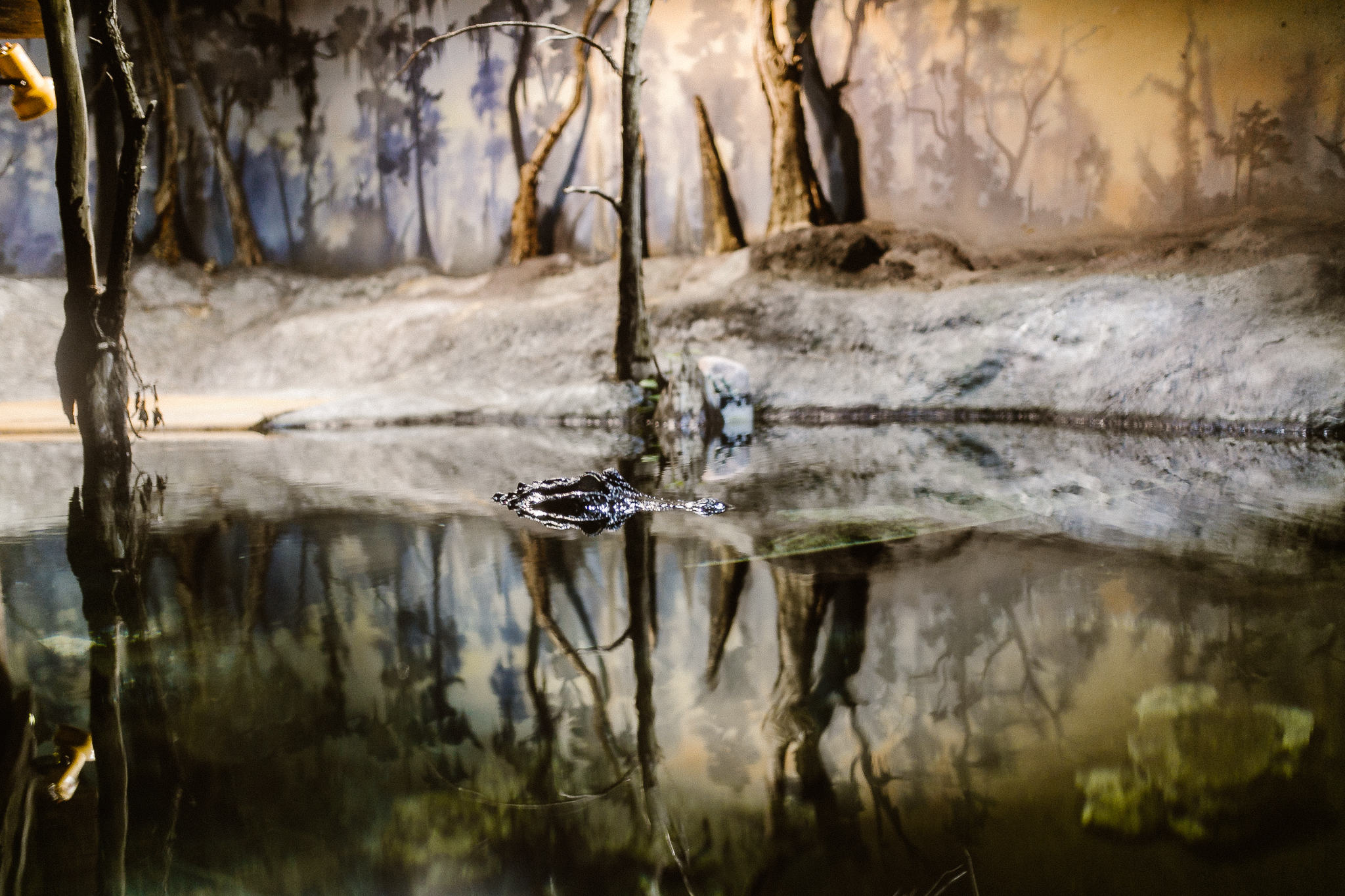 Alligator peering out of the water at the Dubuque aquarium.