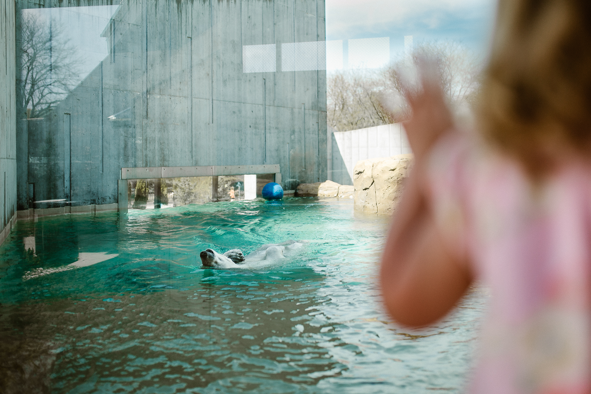 Girl's hand pressed onto a window looking at a swimming polar bear at the zoo.