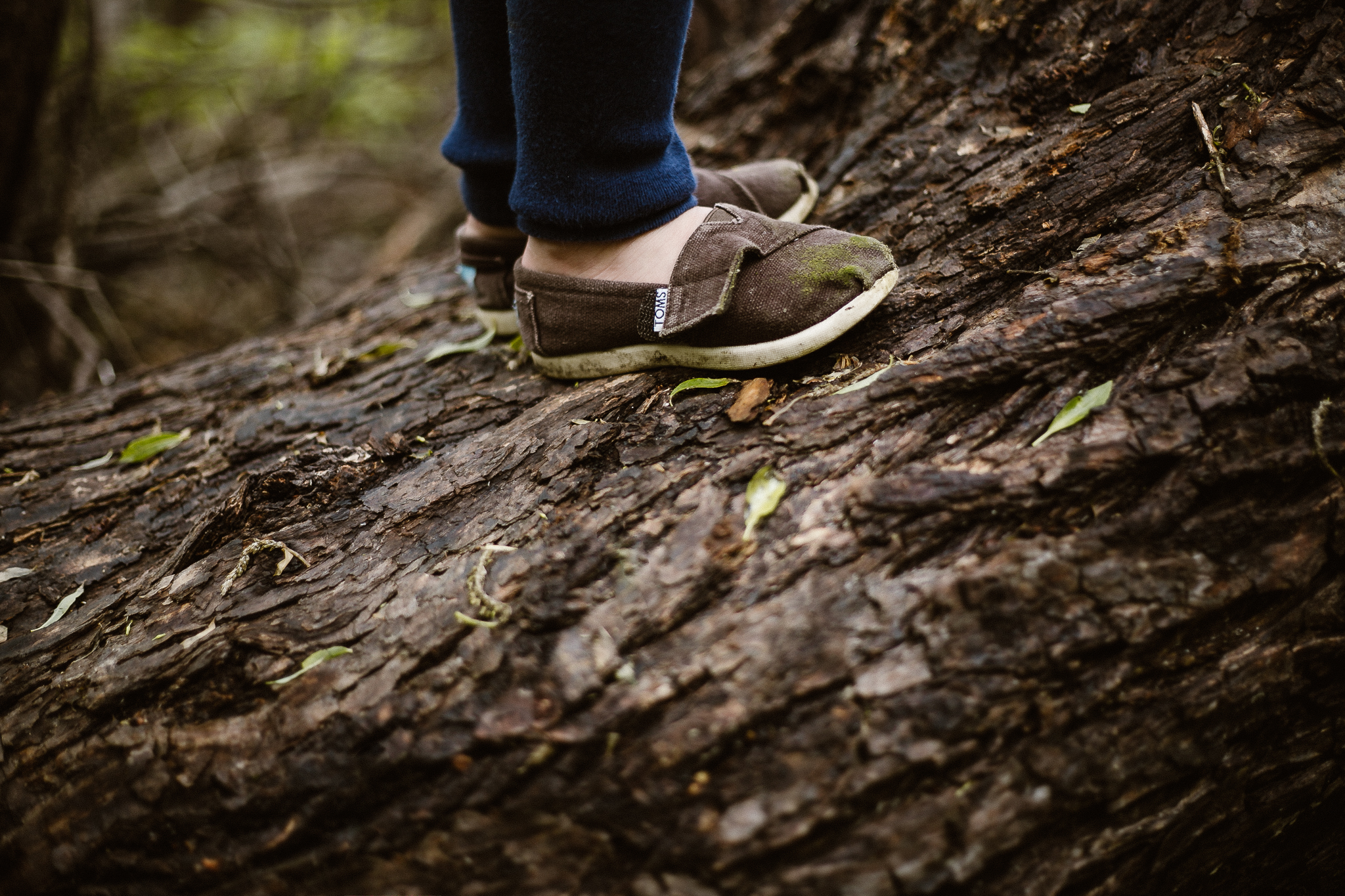 Close up of a toddler's feet in TOMS standing on a tree limb.